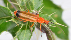 Roter Weichkäfer_5.jpg